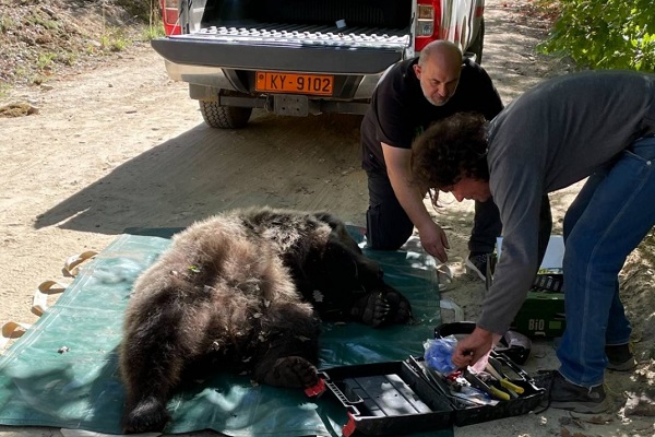 <span>Απελευθέρωση αρκούδας από την Ομάδα Άμεσης Επέμβασης της Περιφερειακής Ενότητας Φλώρινας</span>