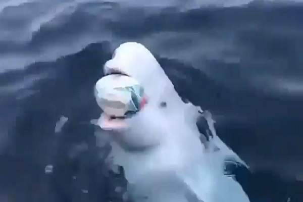<span>Μια φάλαινα Beluga παίζει παιχνίδια με ανθρώπους – Πανέμορφο θέαμα</span>
