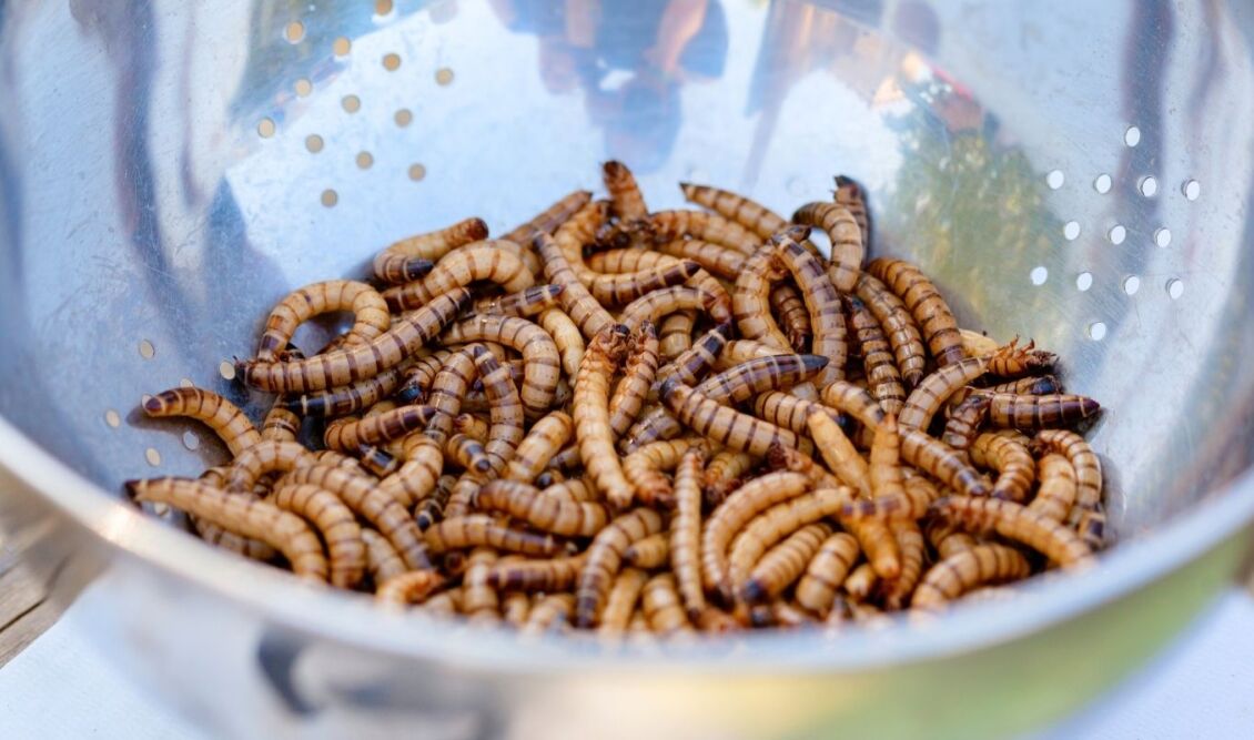 Οδηγός ελέγχου τροφίμων για έντομα